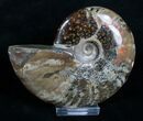 Flashy Red Iridescent Ammonite #4321-1